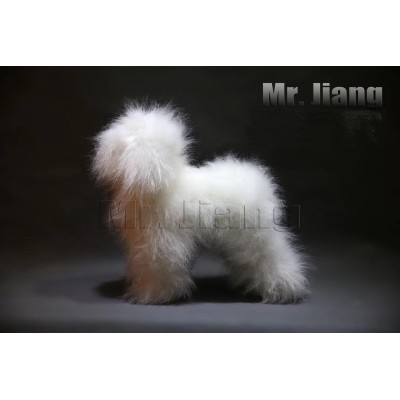 Whole Fur White Poodle